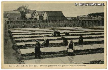 ansichtkaart: Vries, Kolonie 'Filadelfia'. Diverse gebouwen met gedeelte van tuinbouw