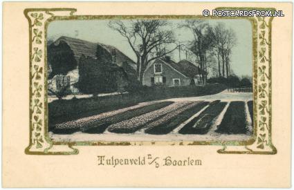 Haarlem, Tulpenveld n.b. Haarlem ansichtkaart: Haarlem, Tulpenveld n.b. Haarlem
