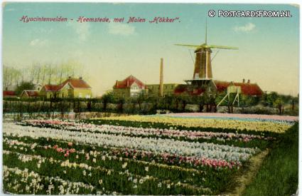 Heemstede, Hyacintenvelden met Molen 'Hokker' ansichtkaart: Heemstede, Hyacintenvelden met Molen 'Hokker'