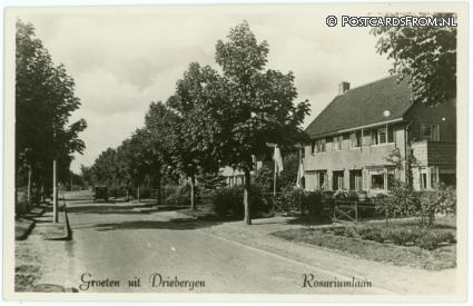 Driebergen, Rosariumlaan ansichtkaart: Driebergen, Rosariumlaan